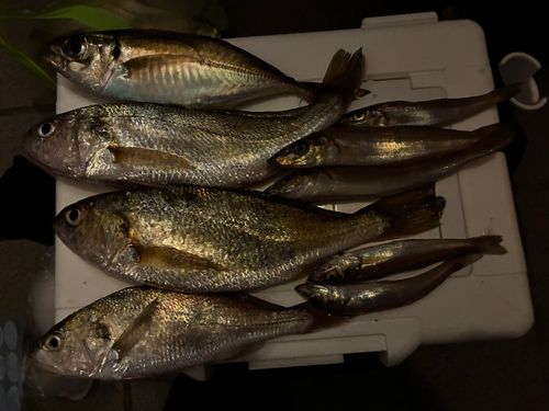 イシモチの釣果