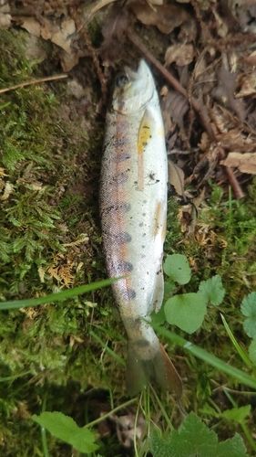ヤマメの釣果