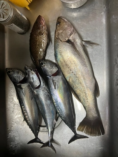 ニベの釣果