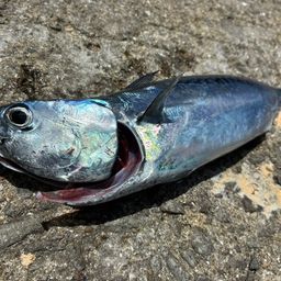 ヒラソウダ