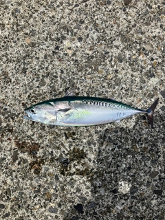 マルソウダの釣果