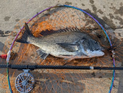クロダイの釣果