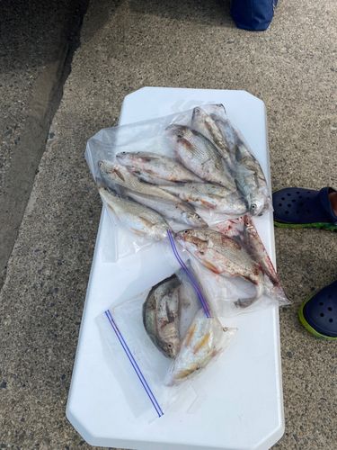 キスの釣果
