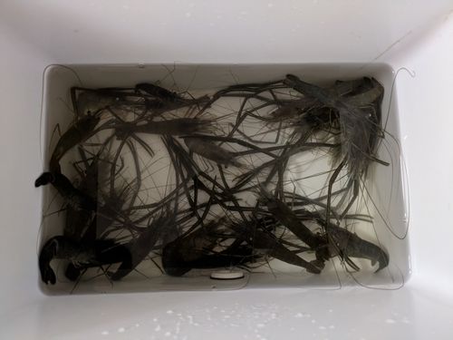 テナガエビの釣果
