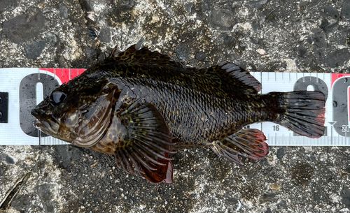 ムラソイの釣果