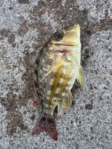 釣果
