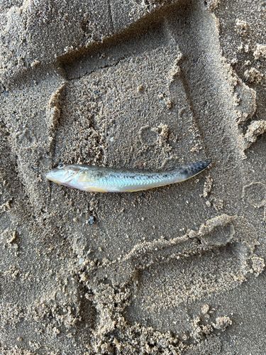 マハゼの釣果
