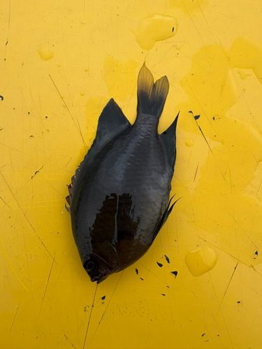 釣果