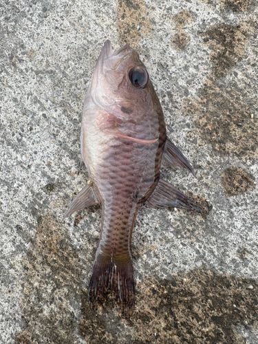釣果