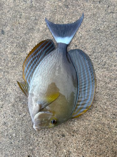 釣果