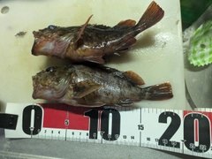 カサゴの釣果