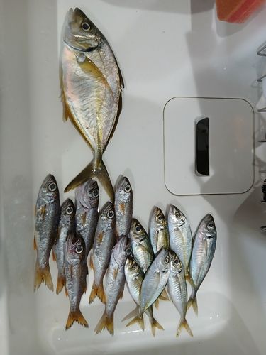 グレの釣果