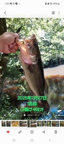 ブラックバスの釣果