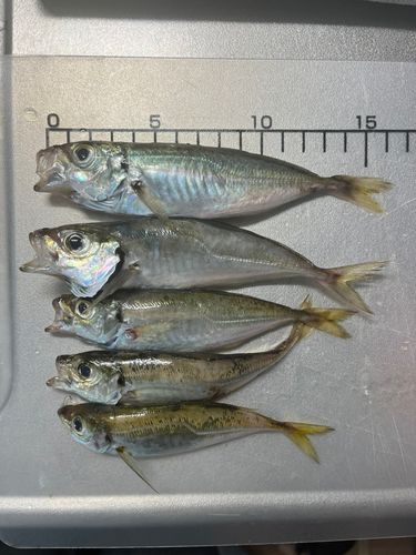 アジの釣果