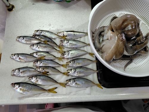 アジの釣果