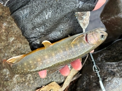 イワナの釣果
