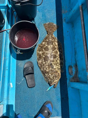 ヒラメの釣果