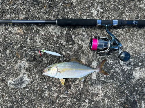ショゴの釣果