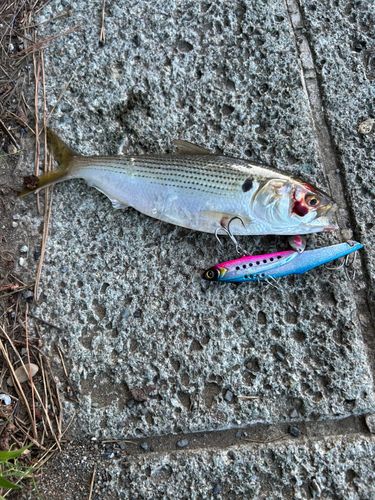 コノシロの釣果