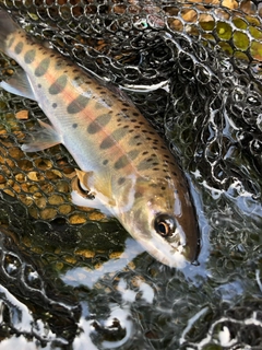ヤマメの釣果