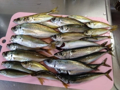 ゴマサバの釣果