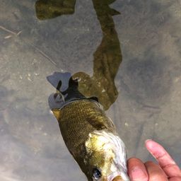 スモールマウスバス