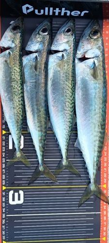サバの釣果