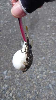 フグの釣果