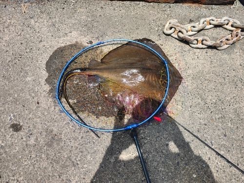 アカエイの釣果