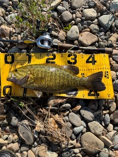 スモールマウスバスの釣果