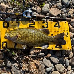 スモールマウスバス