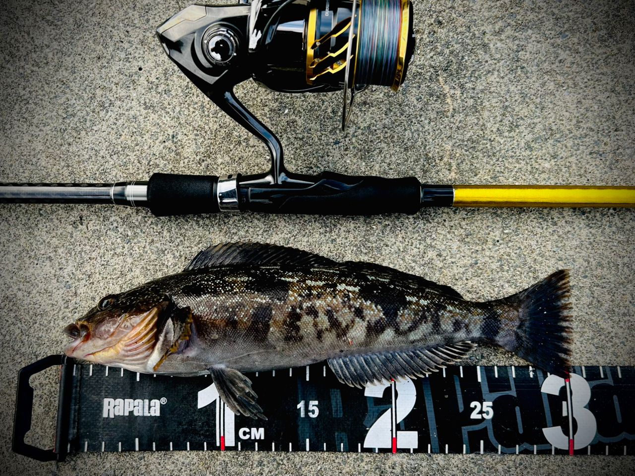 パームス ラークシューター LSGS-74M+ [ALLROUNDER] パームス ラークシューター LSGS-74M+〔ALLROUNDER〕 (ロッド