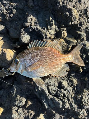 メイチダイの釣果
