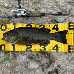 スモールマウスバス