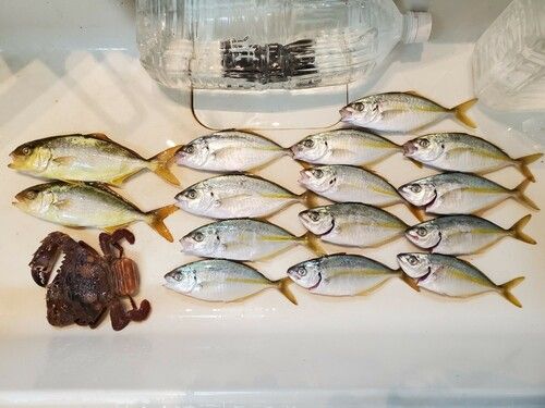 シマアジの釣果