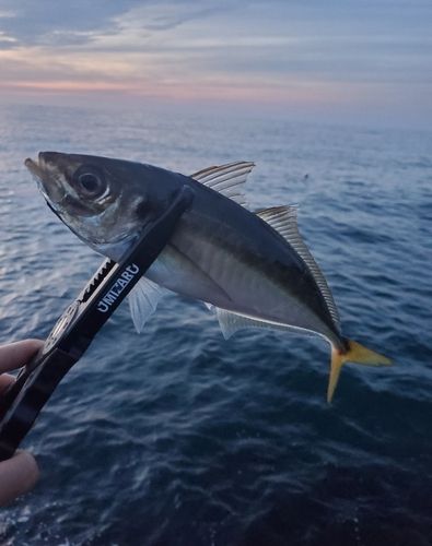 釣果
