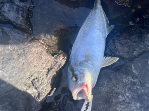 カンパチの釣果