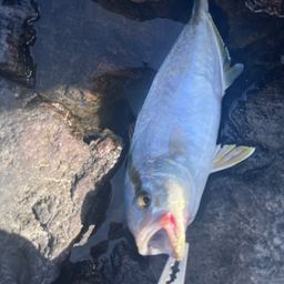 カンパチ
