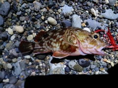 キジハタの釣果