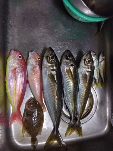 マアジの釣果