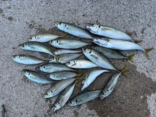 アジの釣果