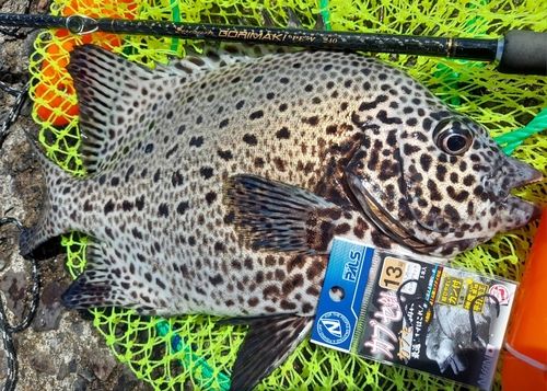 イシガキダイの釣果