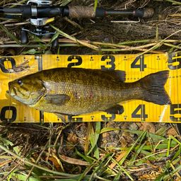 スモールマウスバス