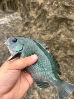 グレの釣果