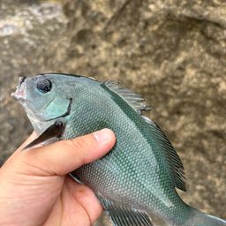 グレ