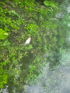 ウグイの釣果