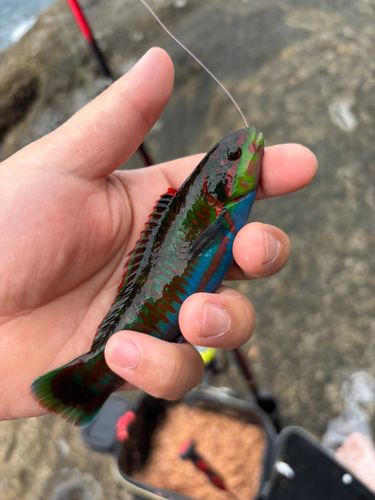 ニシキベラの釣果