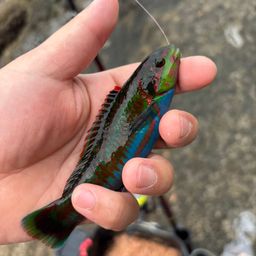 ニシキベラ