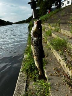 ニゴイの釣果