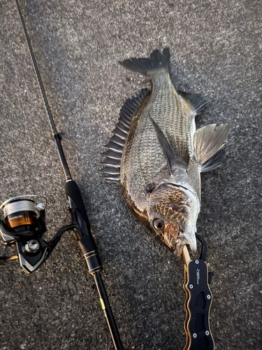 クロダイの釣果